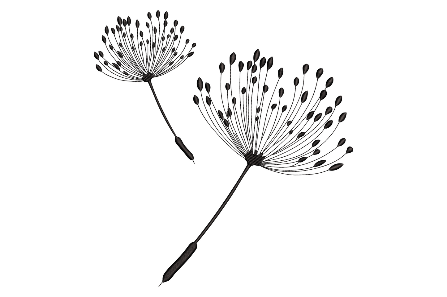 Minimalist dandelion embroidery design, two seed heads black outline, botanical illustration style, no fill on cream linen.