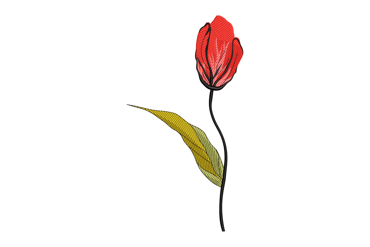 Red tulip flower with a green leaf on a white background