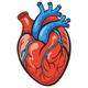 Anatomical Human Heart Embroidery Design, Instant Download