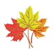 Autumn Maple Leaves Trio Embroidery Design, Instant Download