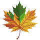 Autumn Maple Leaf Embroidery Design, Fall Machine Embroidery Pattern, Instant Download