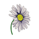 Daisy Embroidery Design, Floral Machine Embroidery Pattern, Instant Download