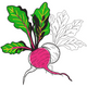 Beetroot Embroidery Design, Instant Download
