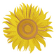 Bright Sunflower Embroidery Design, Instant Download