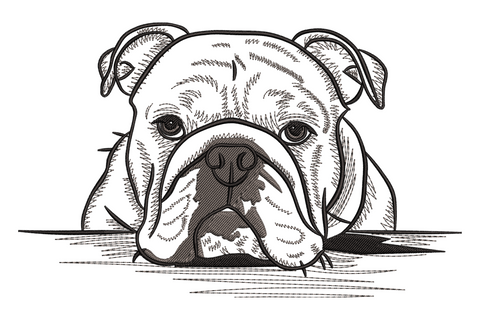 Bulldog face embroidery design in pen-etching sketch style, chin resting flat, staring forward, with fine crosshatch shading across the wrinkled forehead and wide jowls in black and grey.