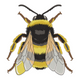 Bumble Bee Embroidery Design, Insect Machine Embroidery Pattern, Instant Download