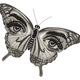 Butterfly Eyes Embroidery Design, Instant Download
