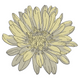 Chrysanthemum Flower Embroidery Design, Instant Download