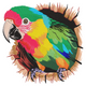 Colorful Parrot Embroidery Design, Instant Download