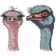 Cute & Realistic Ostrich Embroidery Design, Instant Download