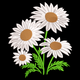 Daisy Flower Bouquet Embroidery Design, Instant Download