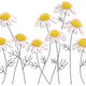 Daisy Flower Line Art Embroidery Design, Instant Download
