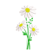 Daisy Flowers Embroidery Design, Instant Download