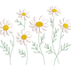Daisy Wildflower Embroidery Design, Machine Embroidery Pattern, Instant Download
