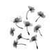 Dandelion Seeds Embroidery Design, Botanical Machine Embroidery, Instant Download