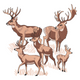 Deer Family Embroidery Design, Instant Download