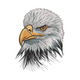 Detailed Eagle Head Embroidery Design, Instant Download