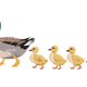 Duck Family Walking Embroidery Design, Instant Download