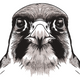 Eagle Embroidery Design, Instant Download