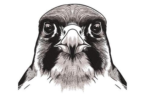 Black and white ink crosshatch eagle face portrait with intense dark eyes, hooked beak and dense directional feather shading.