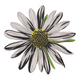 Elegant Daisy Flower Embroidery Design, Instant Download