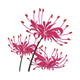 Elegant Spider Lily Embroidery Design, Botanical Floral Machine Embroidery, Instant Download