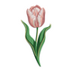 Elegant Tulip Flower Embroidery Design, Instant Download