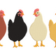 Farm Chickens Embroidery Design, Instant Download