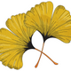Ginkgo Leaves Embroidery Design, Instant Download