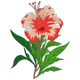 Hibiscus Flower Embroidery Design, Instant Download