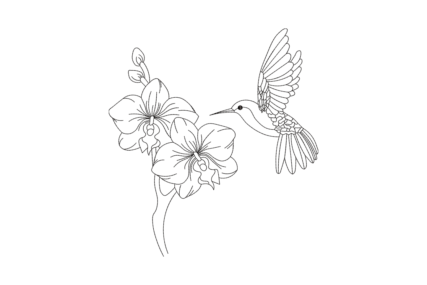 Black outline hummingbird embroidery hovering at open orchid blooms, fine botanical illustration style, single thread, no fill.