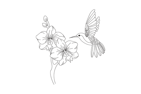 Black outline hummingbird embroidery hovering at open orchid blooms, fine botanical illustration style, single thread, no fill.