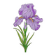 Iris Flower Embroidery Design, Floral Machine Embroidery Pattern, Instant Download