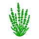 Lavender Plant Embroidery Design, Machine Embroidery Pattern, Instant Download