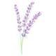 Lavender Stem Spray Embroidery Design, Instant Download