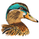 Mallard Duck Embroidery Design, Instant Download