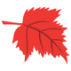 Maple Leaf Embroidery Design, Instant Download