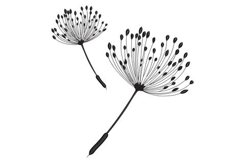 Minimalist dandelion embroidery design, two seed heads black outline, botanical illustration style, no fill on cream linen.