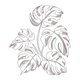Monstera Leaf Line Art Embroidery Design, Instant Download