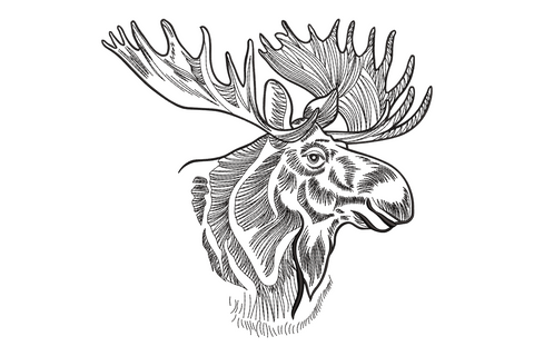 Moose head embroidery design, single colour outline, wide branching antlers, forward-facing wildlife portrait style