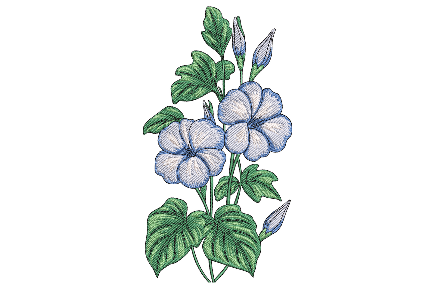 Morning glory floral embroidery with pale periwinkle blue trumpet flowers, heart-shaped green leaves and slim buds in botanical style.