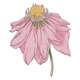 Pink Coneflower Embroidery Design, Botanical Machine Embroidery Pattern