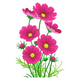 Pink Cosmos Flower Embroidery Design, Instant Download