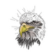 Powerful Bald Eagle Head Embroidery Design, Instant Download