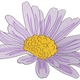 Purple Daisy Flower Embroidery Design, Instant Download