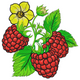 Raspberry Berries with Leaves Embroidery Design, Instant Download