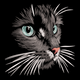 Realistic Black Cat Face Embroidery Design, Instant Download