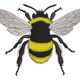 Realistic Bumble Bee Embroidery Design V2, Instant Download