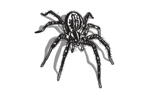 Realistic two-colour patterned spider with grey and black banding on legs and patterned abdomen, machine embroidery design on white background