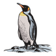 Realistic Penguin Embroidery Design, Instant Download